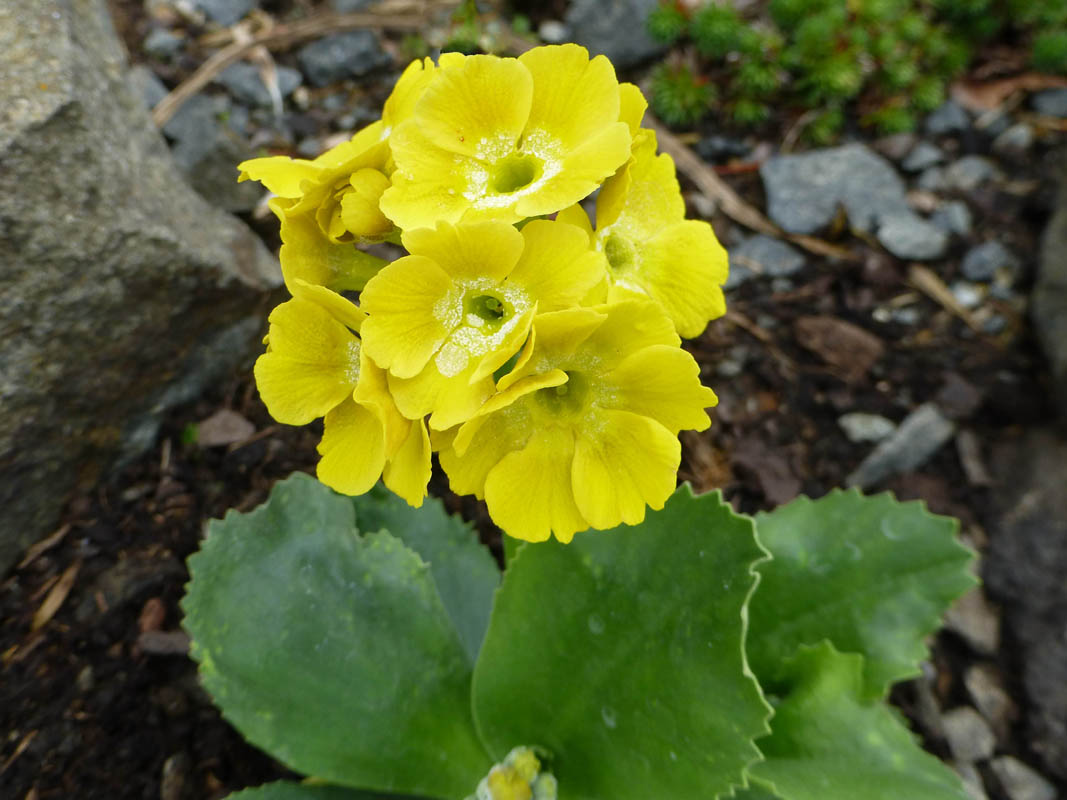 Primula auricula photo